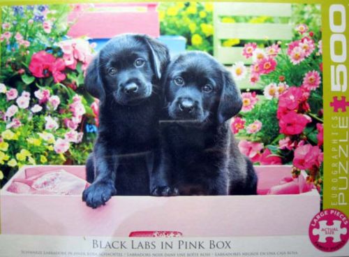Black Labs in Pink Box (3786)