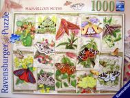 Marvellous Moths (6599)